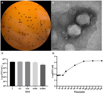 Characterization of Pseudomonas aeruginosa Bacteriophage L5 Which Requires Type IV Pili for Infection